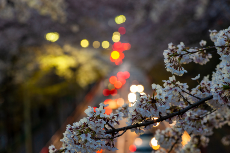 The Best Cherry Blossom Spots in Japan: A Complete Guide