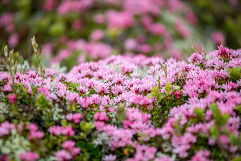 The Alpine Flora and Fauna That Make Switzerland a Natural Paradise