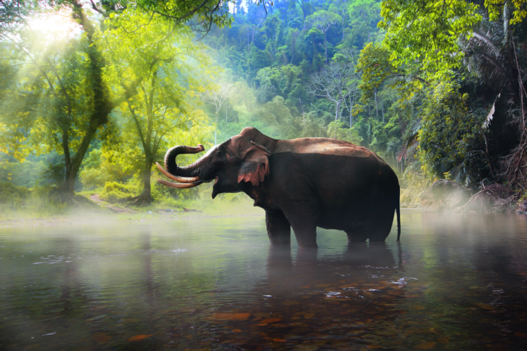 The Best Places to Spot Wild Elephants in Malaysia