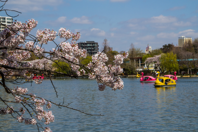 When and Where to See Cherry Blossoms in Japan: A Month-by-Month Guide