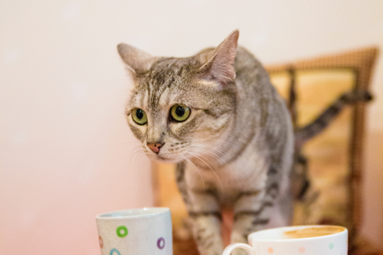 The Best Cafés in Kyoto for a Traditional Tea Experience