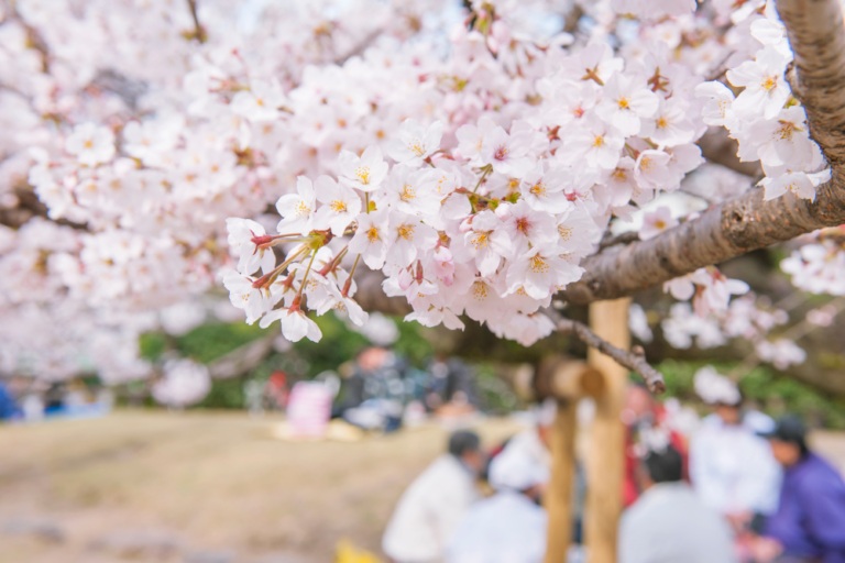 Cherry Blossom Season in Japan: Budget-Friendly Tips for Travelers