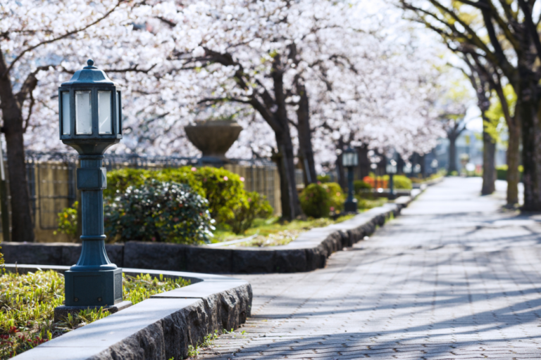 Kyoto’s Most Magical Cherry Blossom Walks
