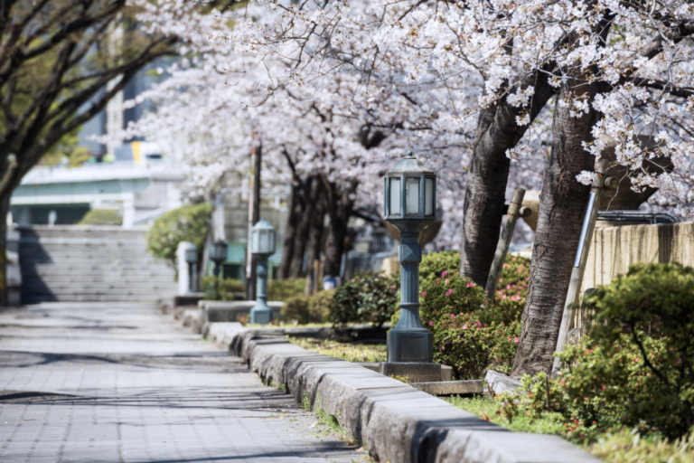Experiencing Cherry Blossom Season in Japan’s Small Towns