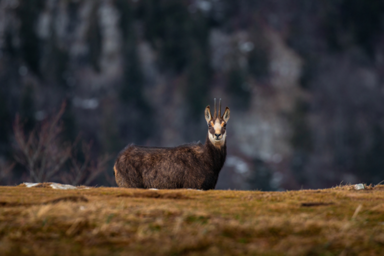 The Best Cultural Experiences in Nara: Temples, Deer Park, and More