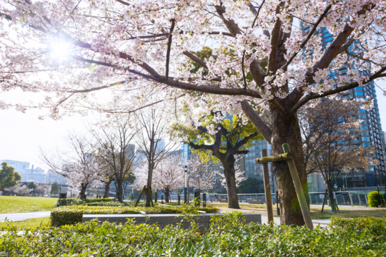 A Guide to Nighttime Cherry Blossom Illuminations in Japan