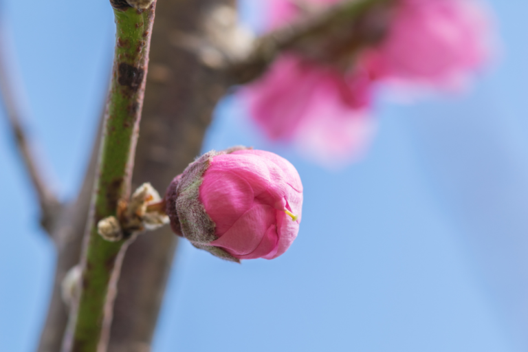 How Japan Celebrates the End of Cherry Blossom Season