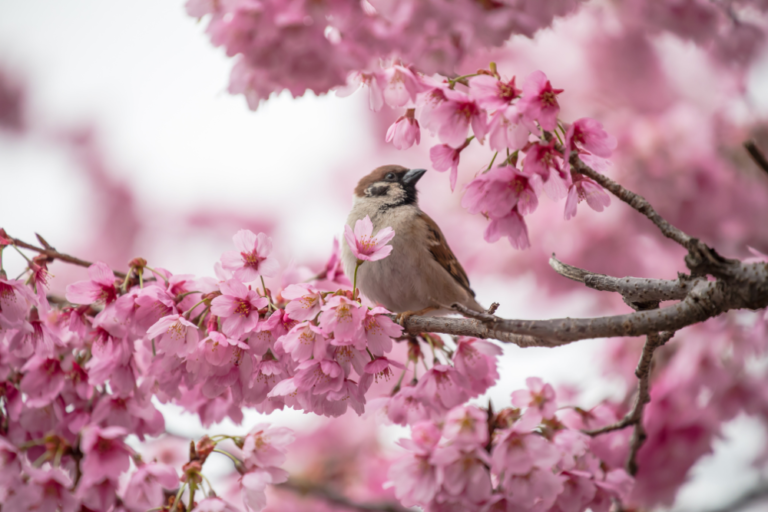 Tokyo’s Secret Cherry Blossom Spots Away from the Crowds