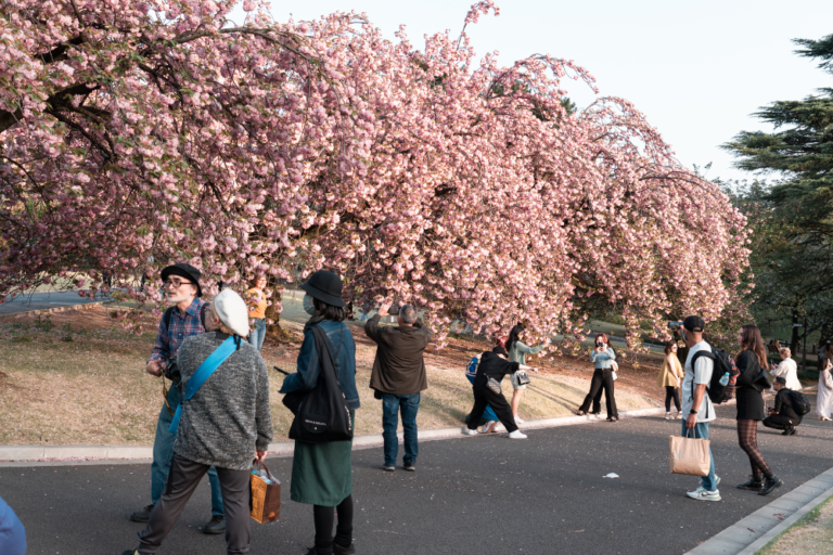 The Best Parks in Japan for a Traditional Hanami Picnic
