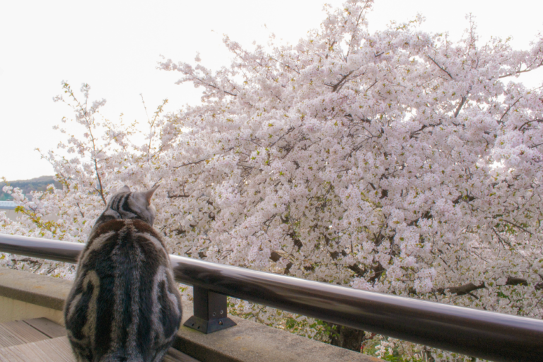 The Ultimate Sakura Road Trip: Driving Through Japan’s Cherry Blossom Routes