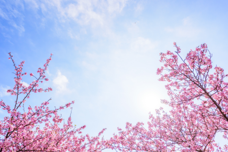The Most Beautiful Gardens in Japan’s Major Cities
