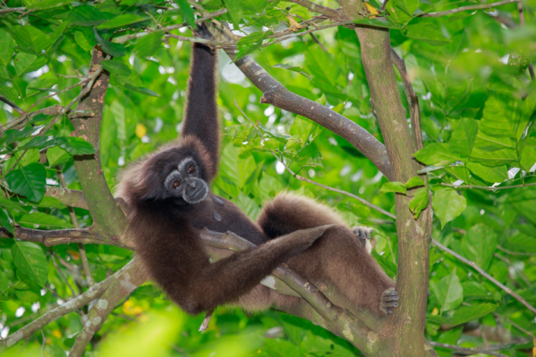 Exploring Malaysia’s Mangrove Forests by Boat: A Journey Through Nature’s Coastal Ecosystems