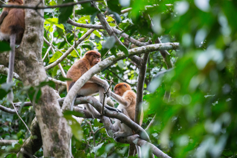Why Malaysia is a Perfect Destination for Nature Lovers