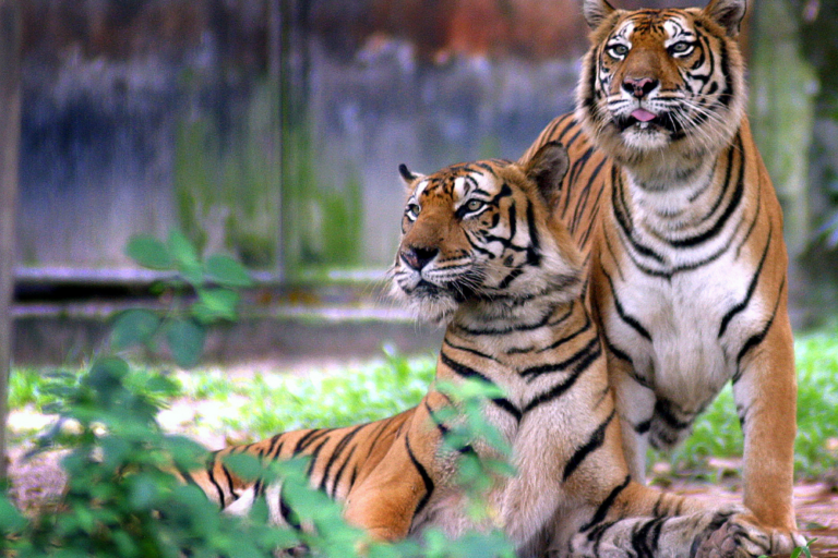 The Most Exciting Wildlife Encounters in Malaysia