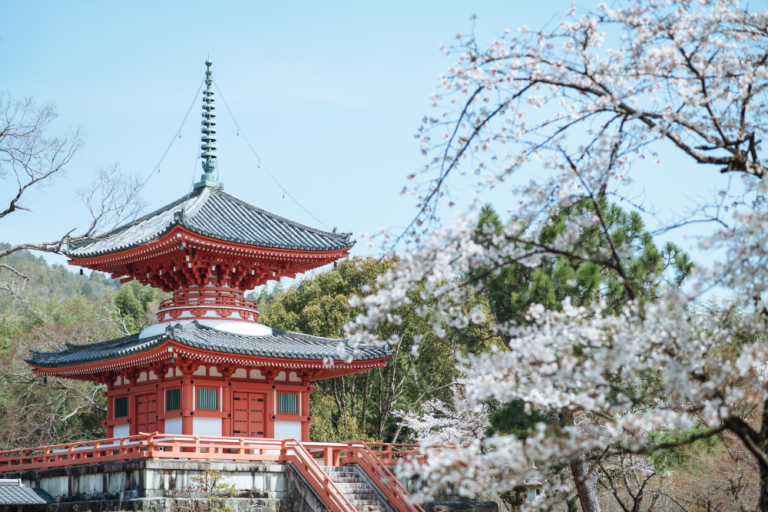 Chasing the Sakura Front: How Cherry Blossoms Move Across Japan