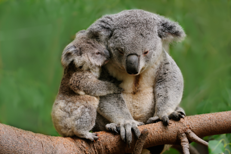 Where to See Wild Koalas and Kangaroos Near Brisbane