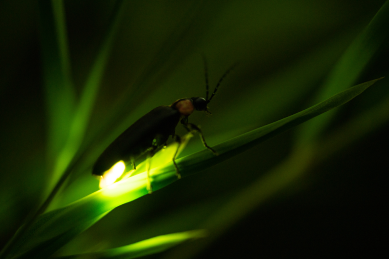 The Magical Fireflies of Kuala Selangor: A Nature Lover’s Dream