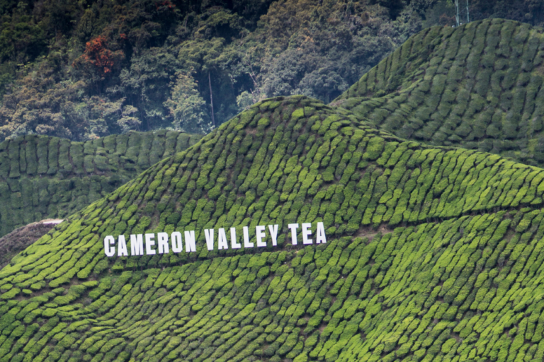 Exploring the Tea Plantations of Cameron Highlands