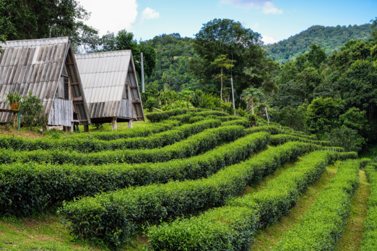 The Best Hiking Trails in Malaysia for All Skill Levels