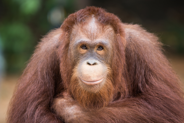How to Experience Orangutans in Borneo Ethically