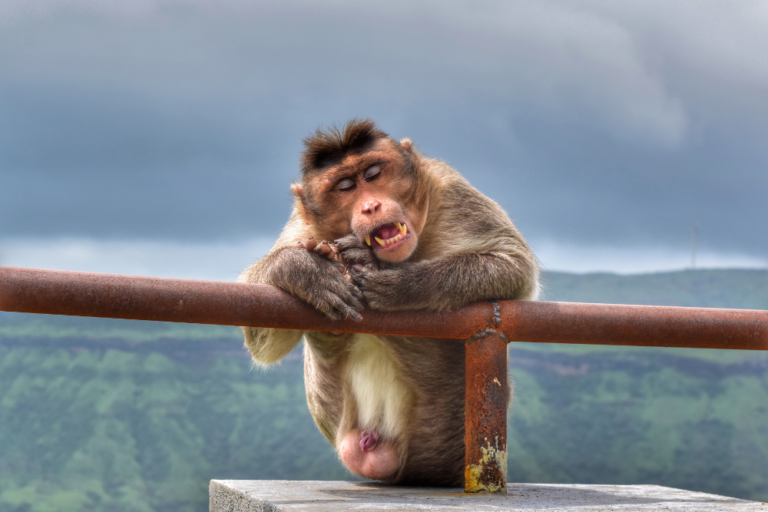 5 Amazing Solo Travel Experiences in Vietnam for Nature Lovers