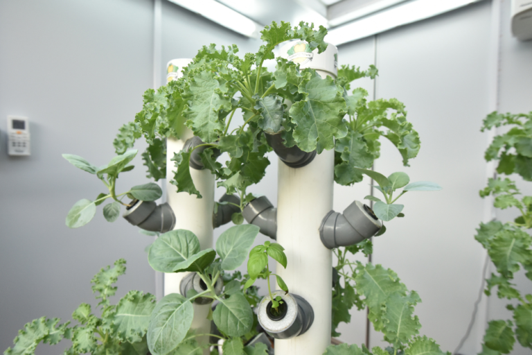 Exploring Singapore’s Urban Farms and Eco-Spaces