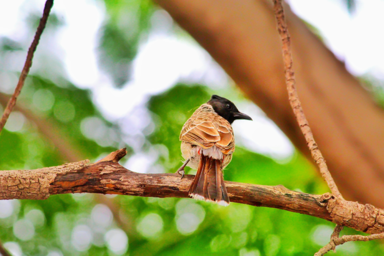 Discovering the Biodiversity of Sungei Buloh Wetland Reserve