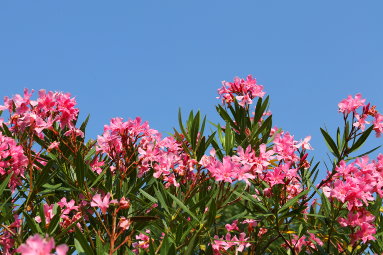 Italian Islands: A Travel Guide to Sicily and Sardinia