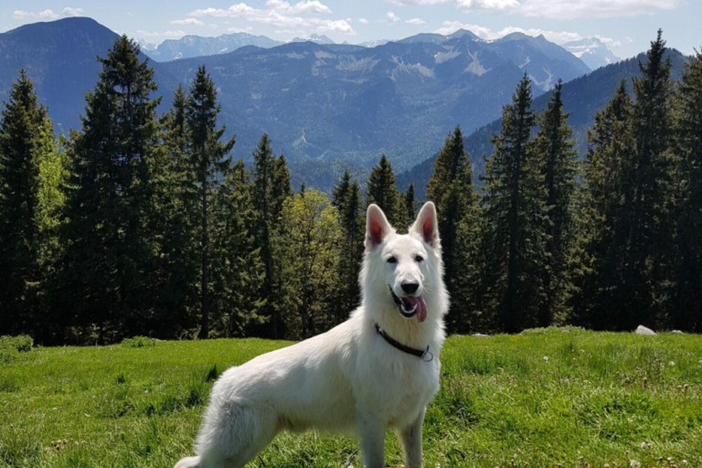 Pet-Friendly Travel in Germany: Best Destinations and Activities for Dogs