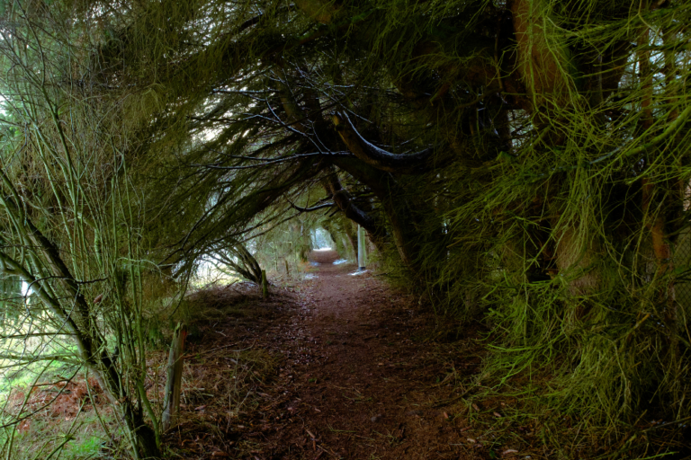 Germany for Nature Lovers: A Guide to National Parks and Hiking Trails