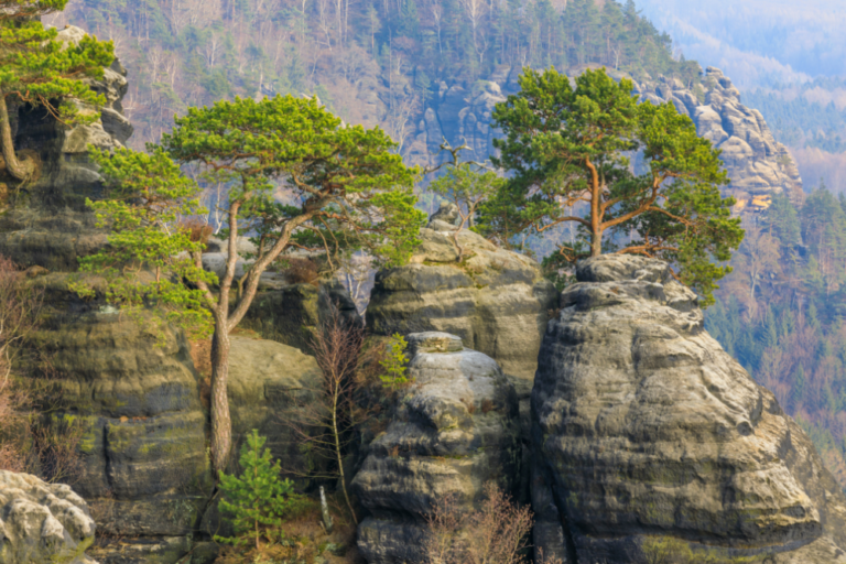 The Best Pet-Friendly Cafes in Germany’s Top Cities: Top 5 Picks