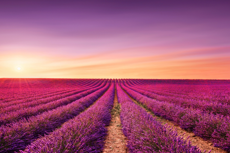 Exploring Provence: Lavender Fields, Vineyards, and More