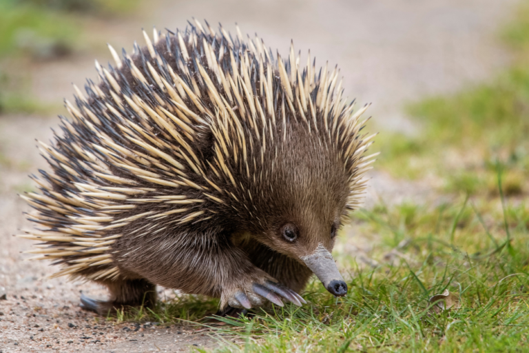 Exploring the Wild Beauty of Tasmania’s National Parks