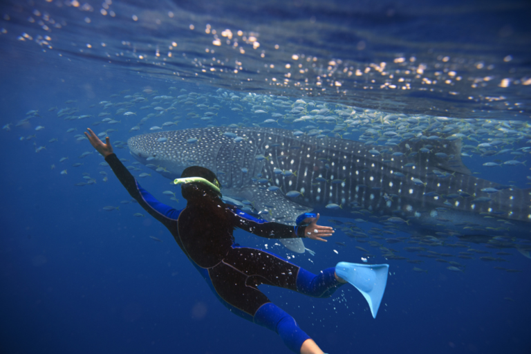 How to Swim with Whale Sharks in Western Australia