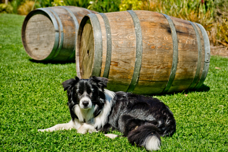 Exploring Fremantle: Markets, History, and Local Breweries