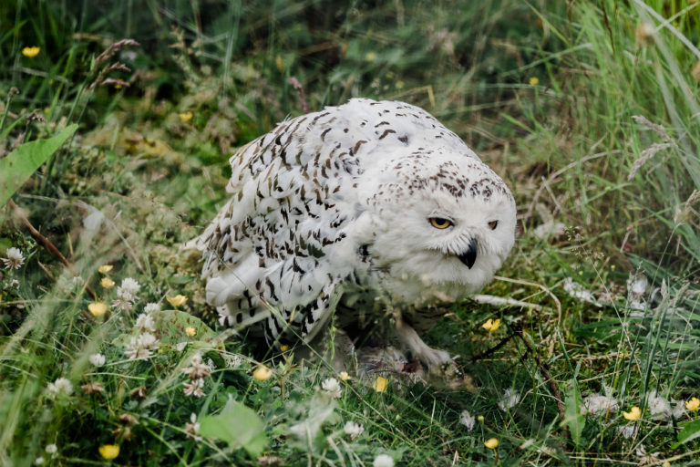 The Ultimate Guide to Exploring the Scottish Highlands on Foot