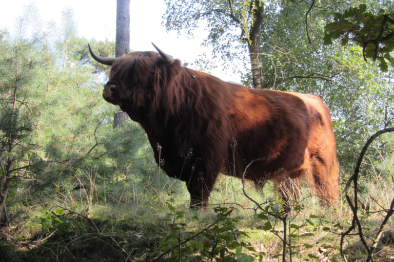 The Best Wildlife Watching Experiences in Scotland