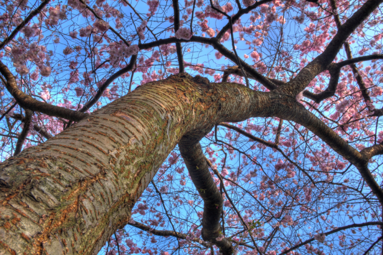 Best Places to See Cherry Blossoms in London
