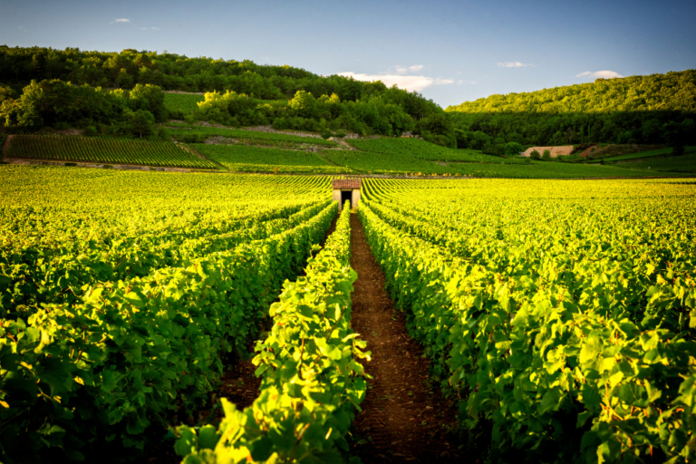 How to Plan a Wine Tour in Burgundy