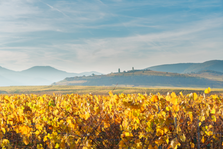 Exploring the Alsace Wine Route