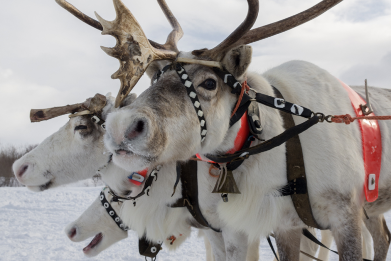 Frozen Fairytales: Unveiling Lapland’s Most Magical Winter Experiences