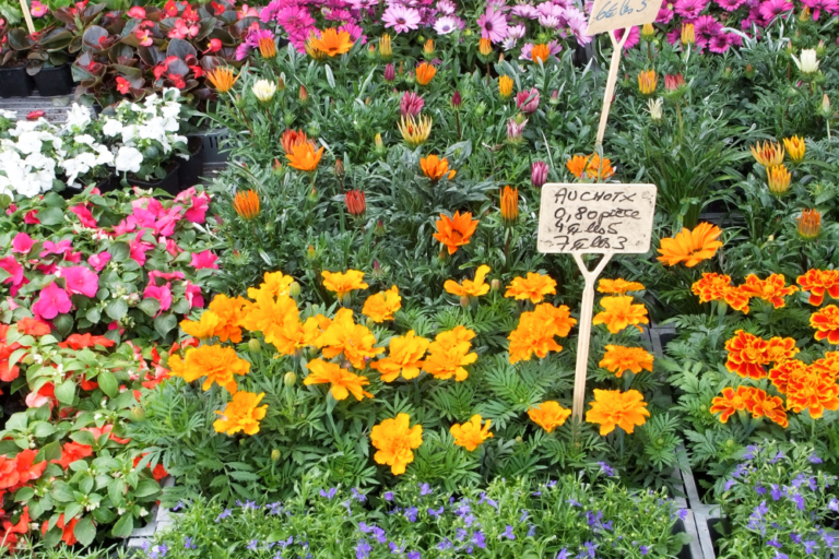 Secret Forest Trails in Switzerland for a Quiet Escape