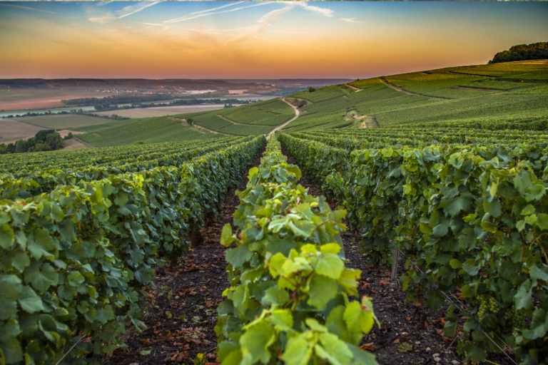 Top 5 Regions in France for Food and Wine Lovers
