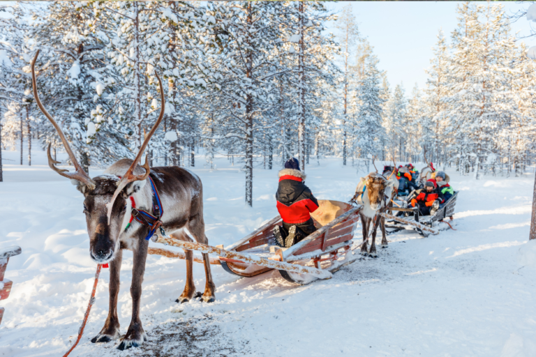 Mush! Embracing the Arctic Spirit: A Guide to Dog Sledding in Lapland