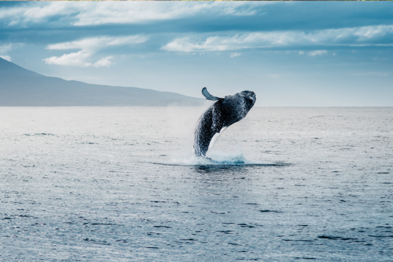 The Best Places for Whale Watching in Scandinavia